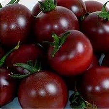 Maroon Red Tomato Seeds for Planting - heirloom & Non GMO Seeds