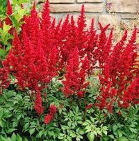 Astilbe Arendsii Flower Seeds Heirloom Non GMO Planting - 100 pcs for planting in home garden