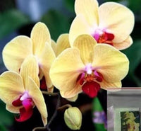 Light Yellow Butterfly Orchids Flower Seeds for Planting - NON GMO Seeds