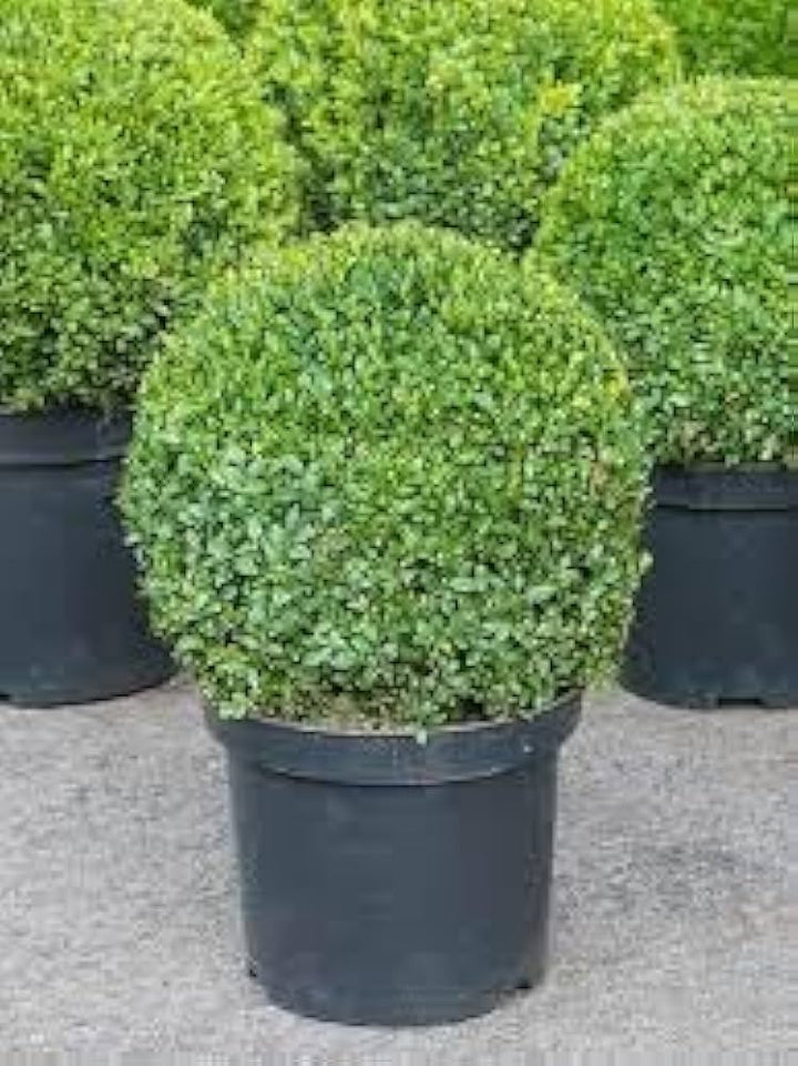 Buxus Sempervirens Plant Seeds for Planting - 100 pcs