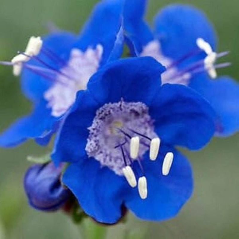 Bluebell Flower Seeds for Planting, Fresh, NON GMO Seeds seeds for planting in home garden