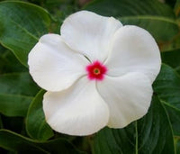 White Vinca Flower Seeds for Planting - 100 pcs