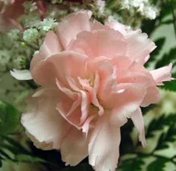Heirloom Non-GMO Baby Pink Carnation Flower Seeds for Garden Planting – Classic Fragrant Blooms