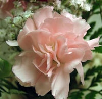 Heirloom Non-GMO Baby Pink Carnation Flower Seeds for Garden Planting – Classic Fragrant Blooms