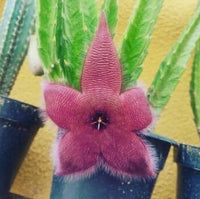 Stapelia Flower Seeds – Heirloom Non-GMO Succulent Seeds for Unique Garden Displays