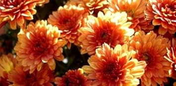 Light Orange Chrysanthemum Flower Seeds – Heirloom Non-GMO Blooms for Autumn Garden Color