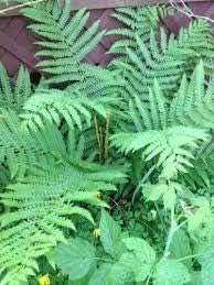 Cinnamon Fern Spores Plant Seeds for Planting heirloom & Non-GMO Seeds
