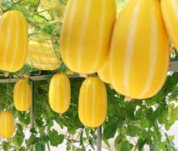 Musk Melon Fruit Seeds Yellow White 100 Pcs pcs
