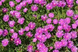 Heirloom Non-GMO Fuchsia Cooperi Flower Seeds for Planting ƒ?? Fresh Vibrant Garden Blooms