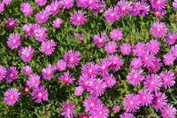 Heirloom Non-GMO Fuchsia Cooperi Flower Seeds for Planting ƒ?? Fresh Vibrant Garden Blooms