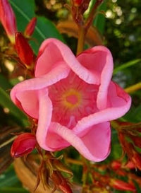 Sixfold Flower Seeds for Planting, 100 pcs