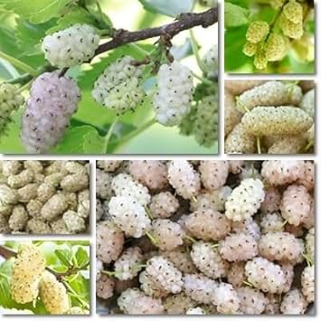 Sweet Watermelon Vine Seeds - Cultivate Refreshing Summer Fruits 100 Pcs pcs
