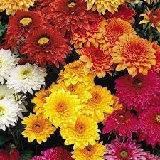 Chrysanthemum Flower Seeds Heirloom Non GMO Planting - 100 pcs