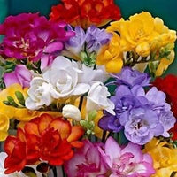 Freesia Flower Seeds for Planting 100 pcs -Hierloom Flower Seeds