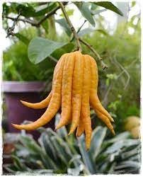 Sarcodactylis Sarcodactylis for planting in exotic garden