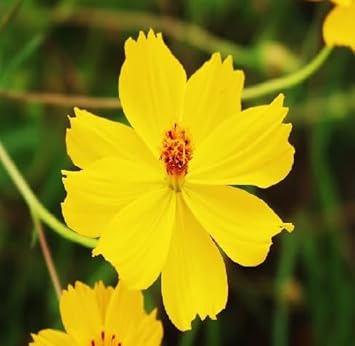 Yellow Cosmos Flower Seeds for Planting – Bright Blooms for Your Garden, Heirloom Seeds