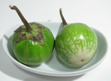 Green Eggplant Solanum melongena for planting in home garden