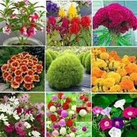 Summer Flower Seeds for Planting - 100 pcs