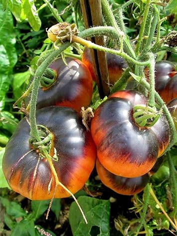 Black orange tomato Solanum lycopersicum seeds for planting in home garden