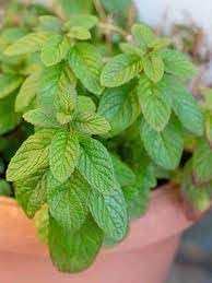 Mint Vegetable Seeds for Planting, 100 Pcs pcs