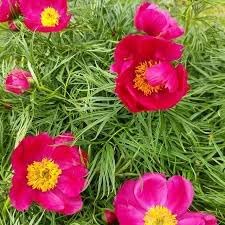 Fern Leaf Peony Flower Seeds for Planting - heirloom & Non GMO Seeds for planting in home garden