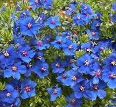 Pimpernel Anagallis Flower Seeds – Heirloom Non-GMO Seeds for Ground Cover Garden Planting