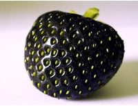 Strawberry Fragaria × ananassa seeds for juicy berry garden