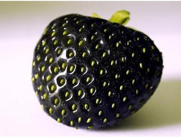 Strawberry Fragaria × ananassa seeds for juicy berry garden