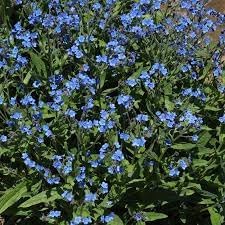 Heirloom Cynoglossum Flower Seeds for Garden Planting, Non-GMO, Blooms for Cottage Gardens - Cynoglossum for planting in home garden