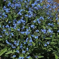 Heirloom Cynoglossum Flower Seeds for Garden Planting, Non-GMO, Blooms for Cottage Gardens - Cynoglossum for planting in home garden