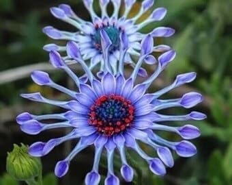 Shrubby Daisy Bush Flower Seeds for Planting â€“ NON GMO Seeds