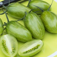 Green Tomato Solanum lycopersicum for planting in home garden
