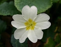 Primula Flower Seeds for Planting - 100 pcs