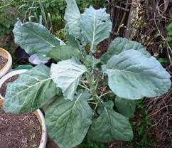Walking Stick Kale Seeds for Planting, 100 Pcs pcs