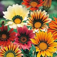 Gazania Flower Seeds Heirloom Non GMO Planting - 100 pcs