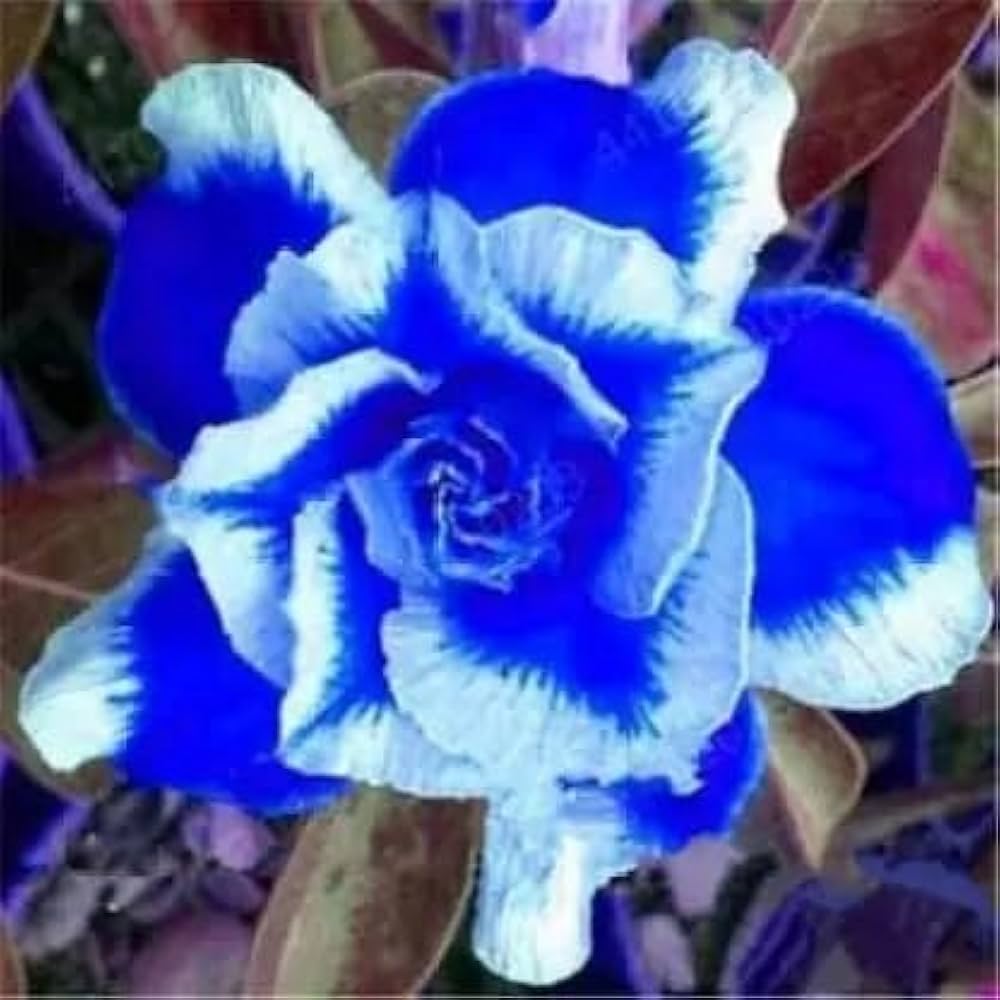 Organic Heirloom Blue White Adenium Seeds – Non-GMO Desert Rose Seeds for Planting