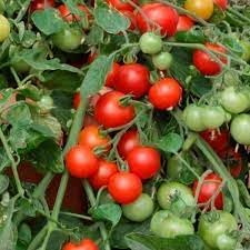 Tomato Vegetable Seeds for Planting - 100 Pcs pcs