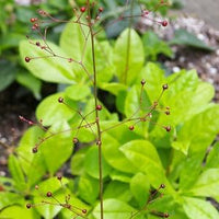 Talinum Paniculatum Plant Seeds for Planting - 100 pcs for planting in your garden.