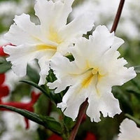 White Mimulus Hybridus Flower Seeds for Planting 100 pcs