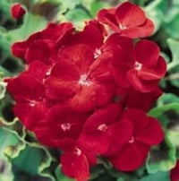 Univalve Geranium Flower Seeds in Maroon - 100 pcs