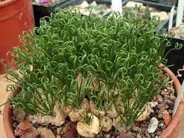 Spiralis Plant Seeds for Planting - 100 Pcs pcs