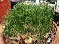 Spiralis Plant Seeds for Planting - 100 Pcs pcs