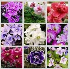 Saintpaulia (Saintpaulia scientific name) for planting in garden