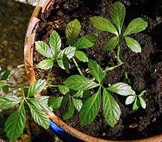 Gynostemma (Gynostemma scientific name) for planting in garden