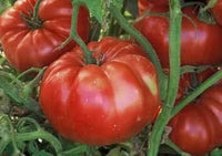Giant red tomato Solanum lycopersicum seeds for planting in backyard garden