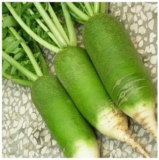 Radish Seeds for Planting Light Green - 100 Pcs pcs