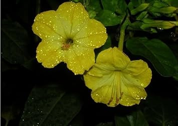 Yellow Huang Moli Flower Seeds for Planting - 100 pcs
