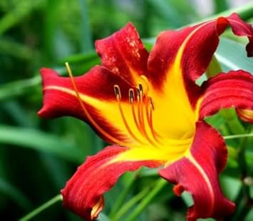 Yellow Red Hemerocallis Flower Planting Seeds for Garden NON GMO Seeds for planting in home garden