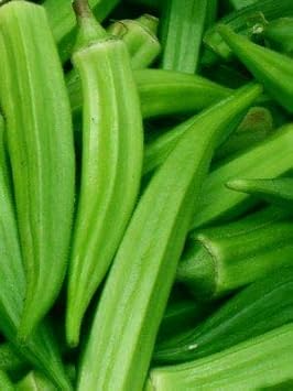 Green Okra Abelmoschus esculentus for planting in vegetable patch