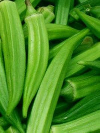 Green Okra Abelmoschus esculentus for planting in vegetable patch